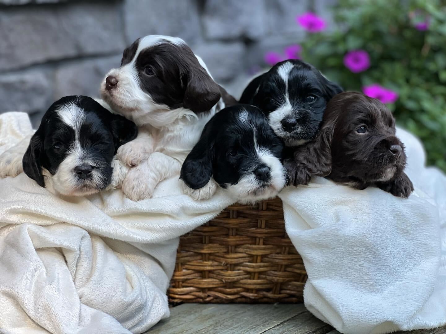 About Hannah's Cavapoos