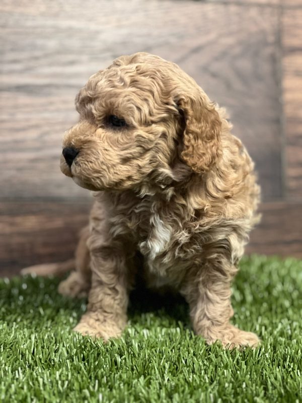 Zoey - Image 3