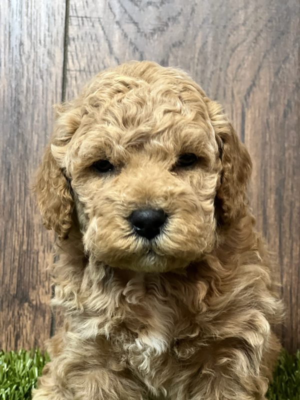 Zoey