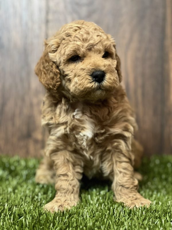 Zoey - Image 2
