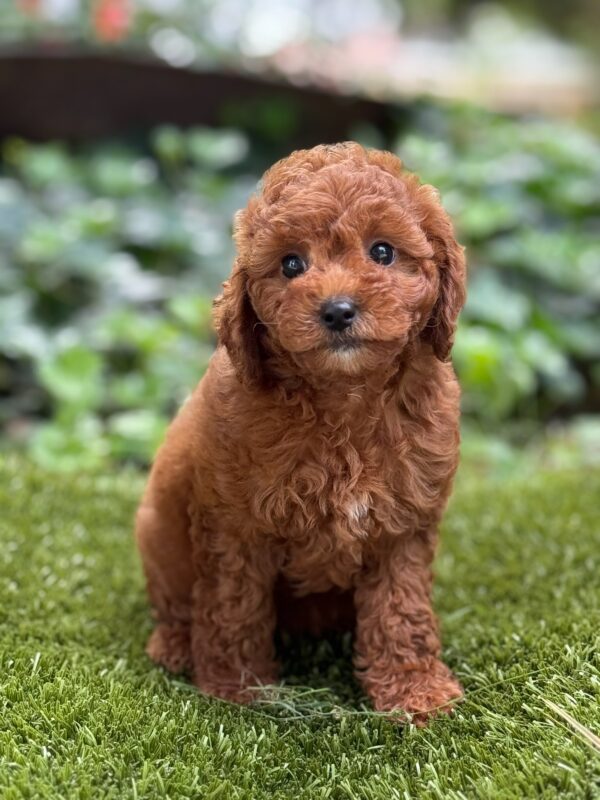 Winnie - Image 2