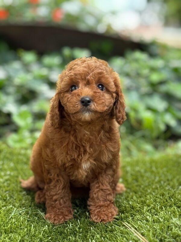 Winnie