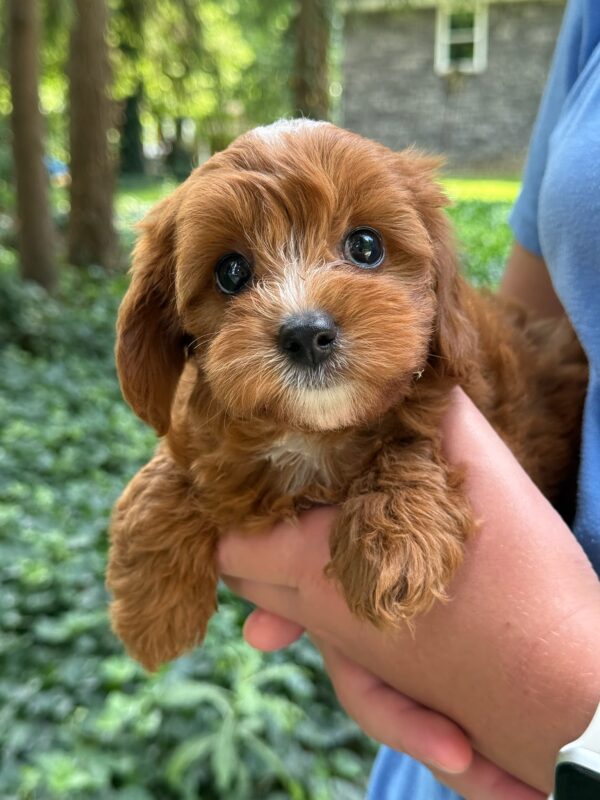 Nala