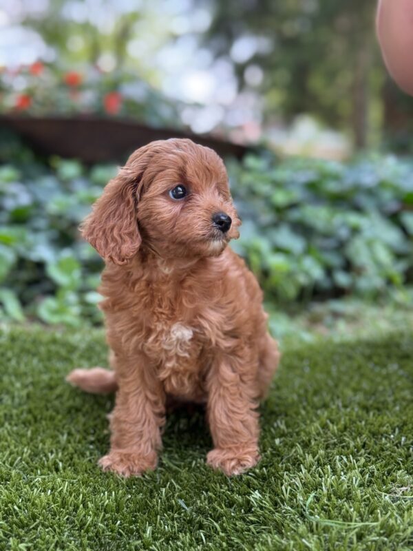 Millie - Image 4