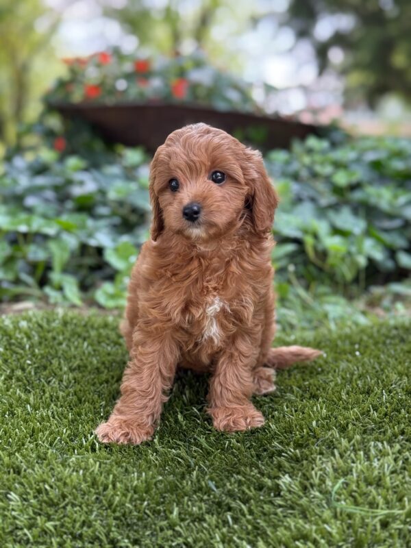 Millie