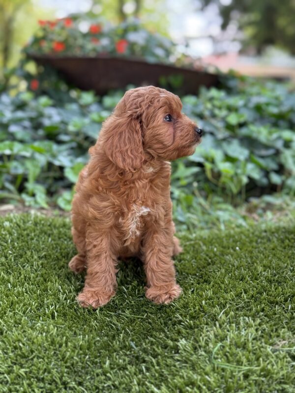 Millie - Image 5