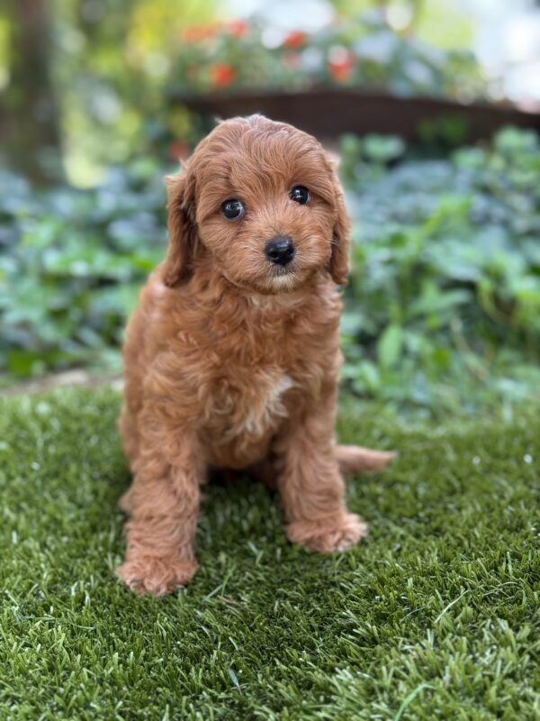 Millie - Image 2