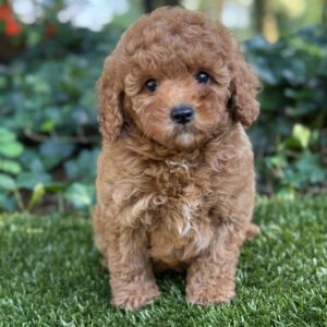 Benji