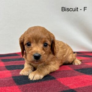 Biscuit