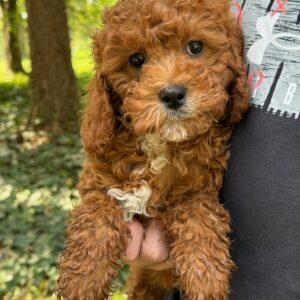Otto
