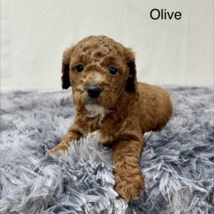 Olive
