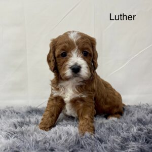 Luther