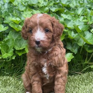 Maple