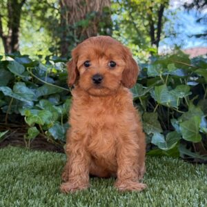 Annie