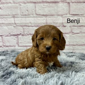 Benji