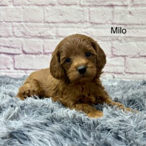 Milo