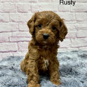 Rusty