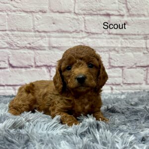 Scout