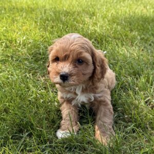 Penny