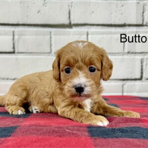 Buttons