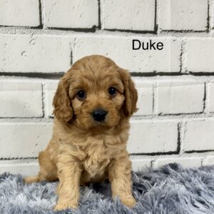 Duke