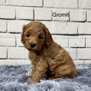 Gromit