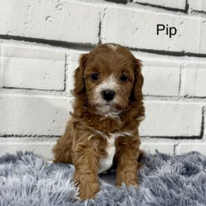 Pip